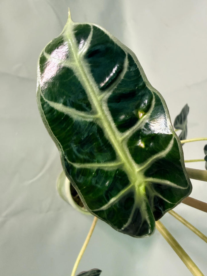 Alocasia Bambino Variegata Aurea