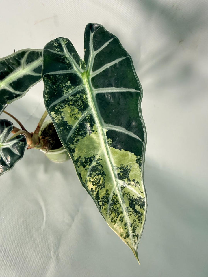 Alocasia Bambino Variegata Aurea