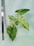 Alocasia Macrorrhiza Variegata
