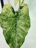 Alocasia Macrorrhiza Variegata
