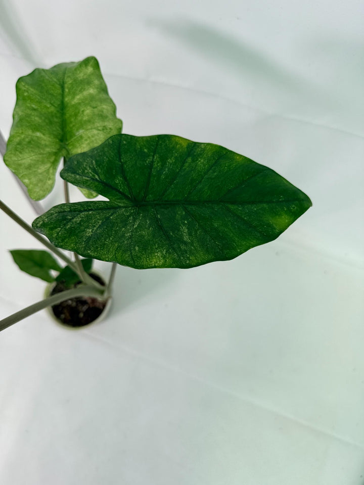 Alocasia Macrorrhiza Variegata