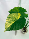 Alocasia Odora Variegata Aurea XL