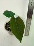 Anthurium Papillilaminum Guna Yana x Papillilaminum Fort Sherman x Dark Phoenix