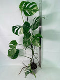 Monstera Albo Variegata XXL