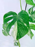 Monstera Albo Variegata XXL