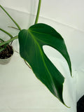 Monstera Burle Marx Flame XL