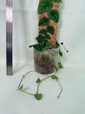 Monstera Dubia