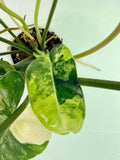 Philodendron Burle Marx Variegata